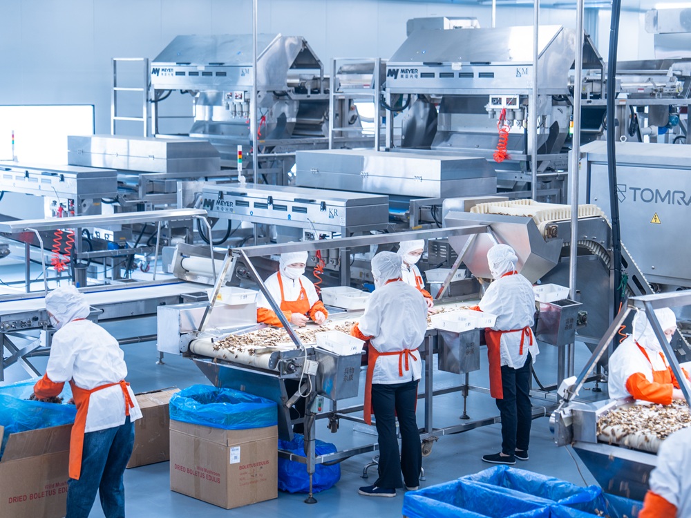 mushroom processing factory.2.jpg